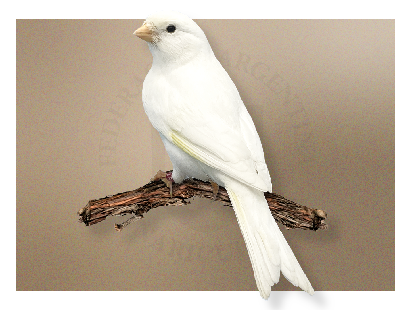 Lipocrómico Blanco Dominante