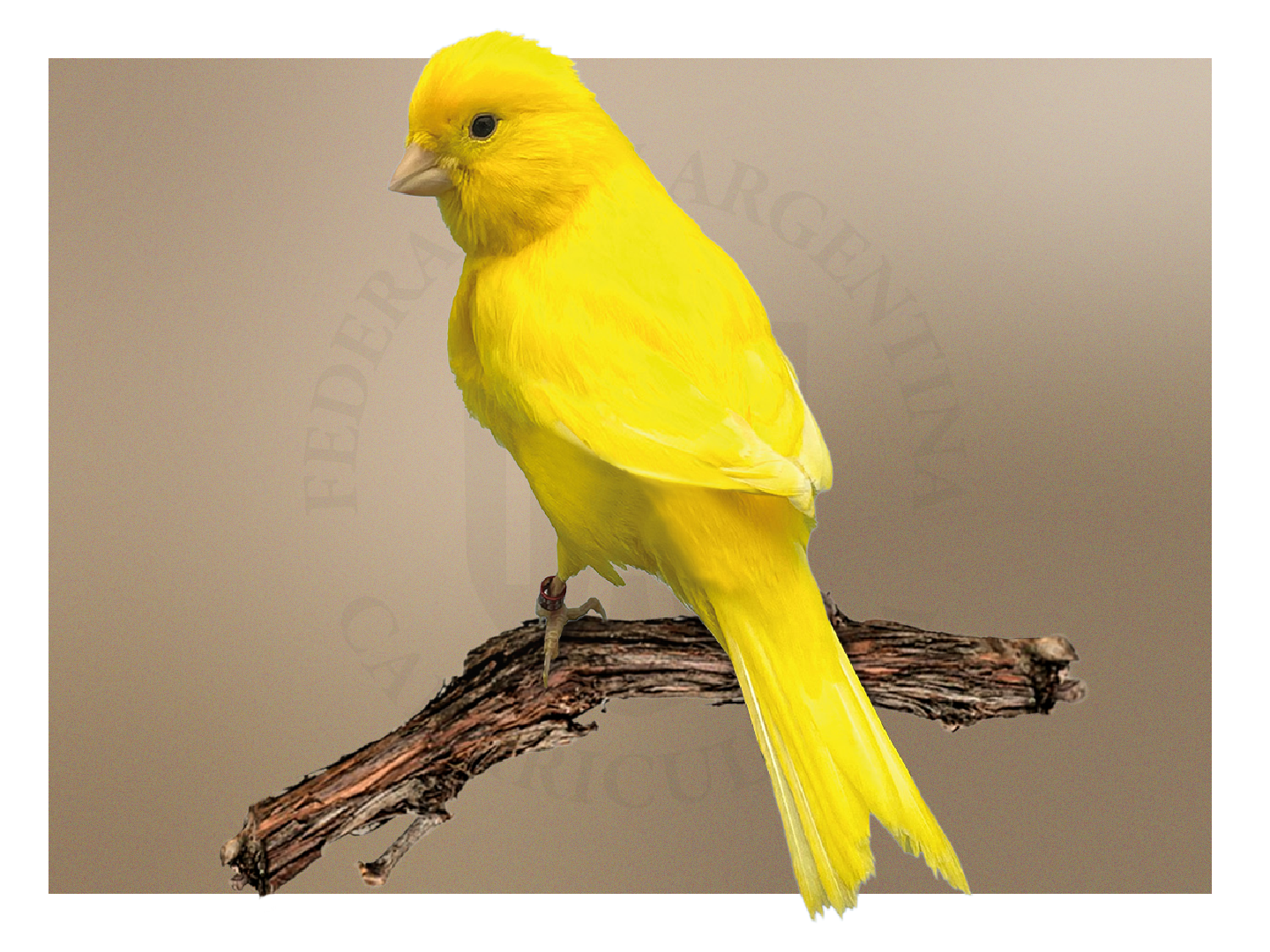 Lipocrómicos Amarillos Intensos