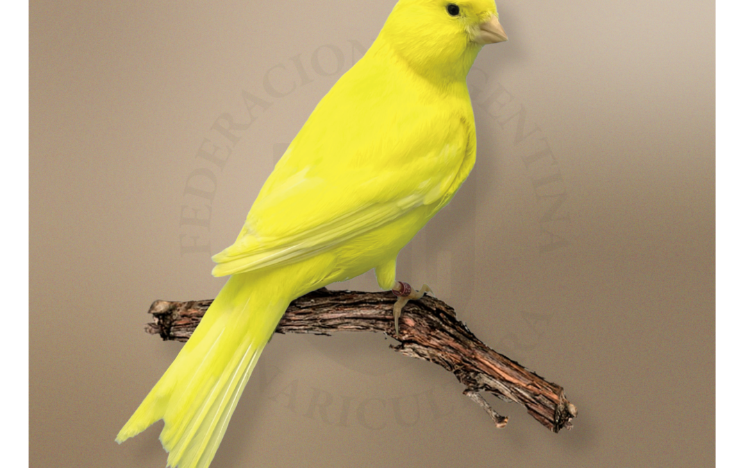 Lipocrómicos Amarillos Marfiles