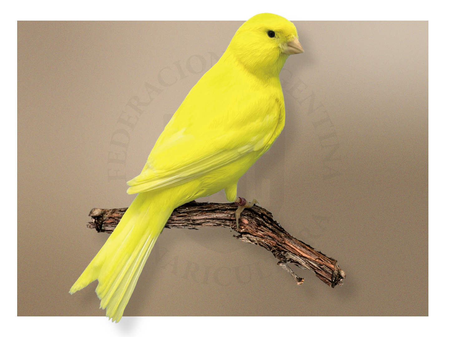 Lipocrómicos Amarillos Marfiles