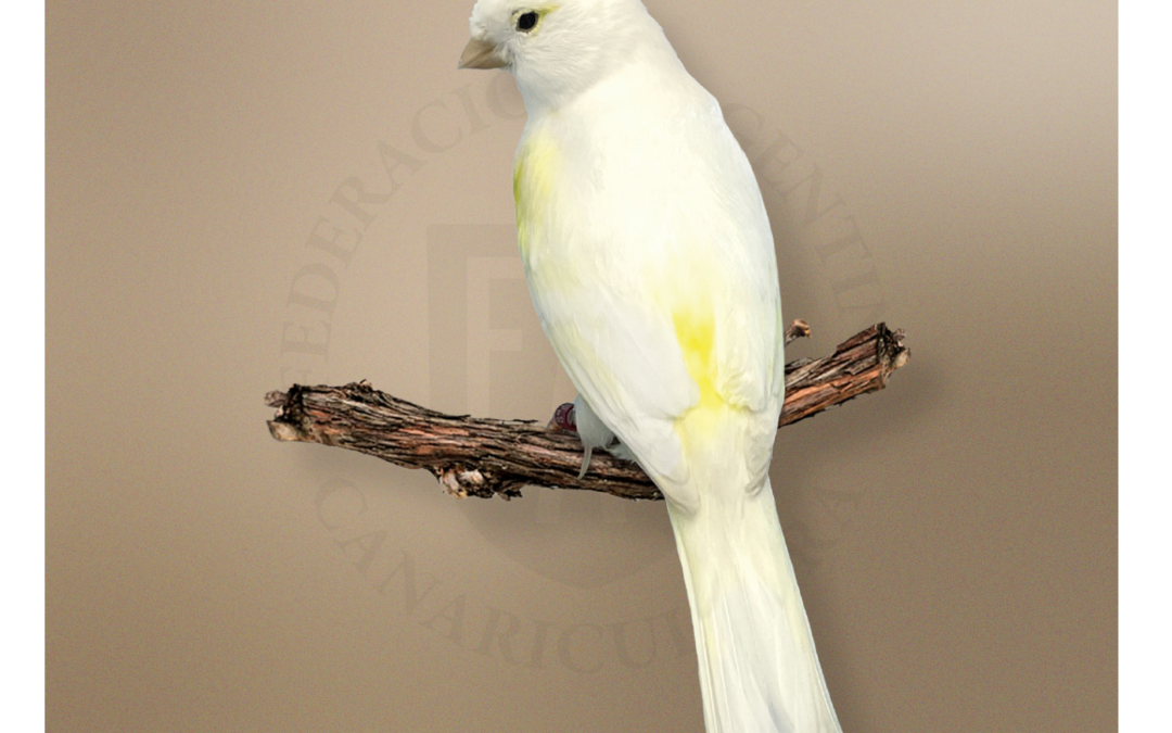 Lipocrómico Amarillo Mosaico Hembra