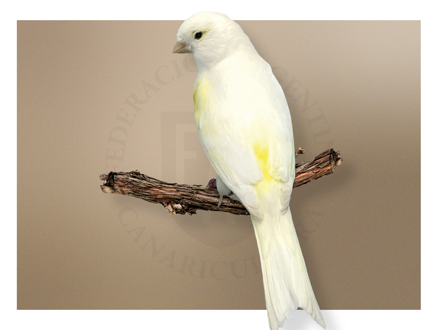 Lipocrómico Amarillo Mosaico Hembra