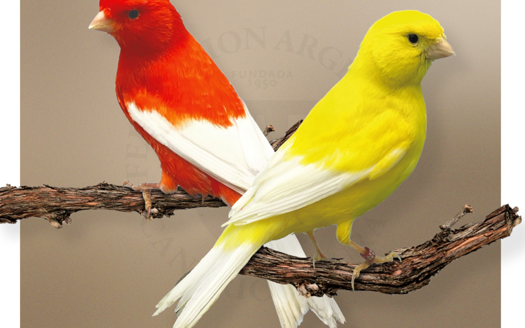 Lipocrómicos Alas Blancas