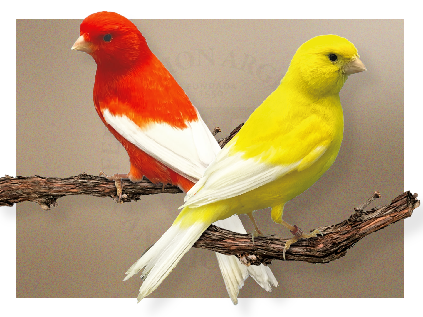 Lipocrómicos Alas Blancas