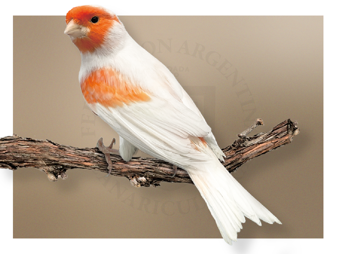 Lipocrómicos Rojos Marfiles