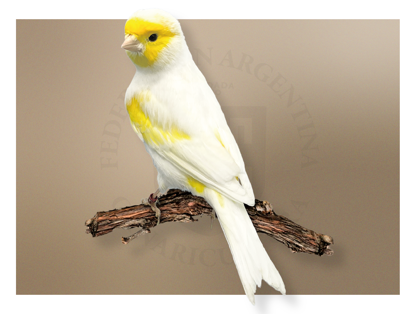 Lipocrómico Amarillo Mosaico Macho