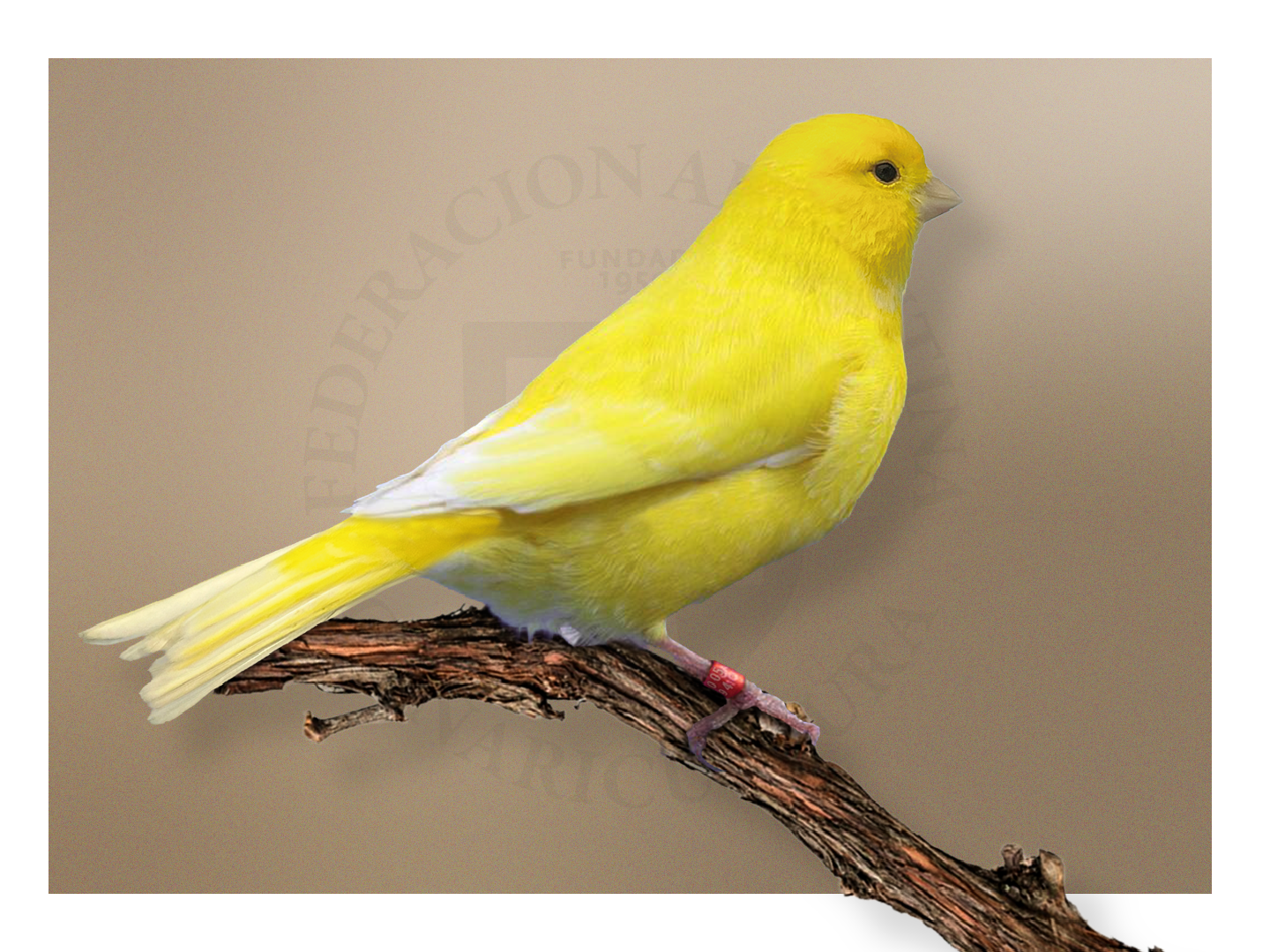 Lipocrómicos Amarillos Nevado