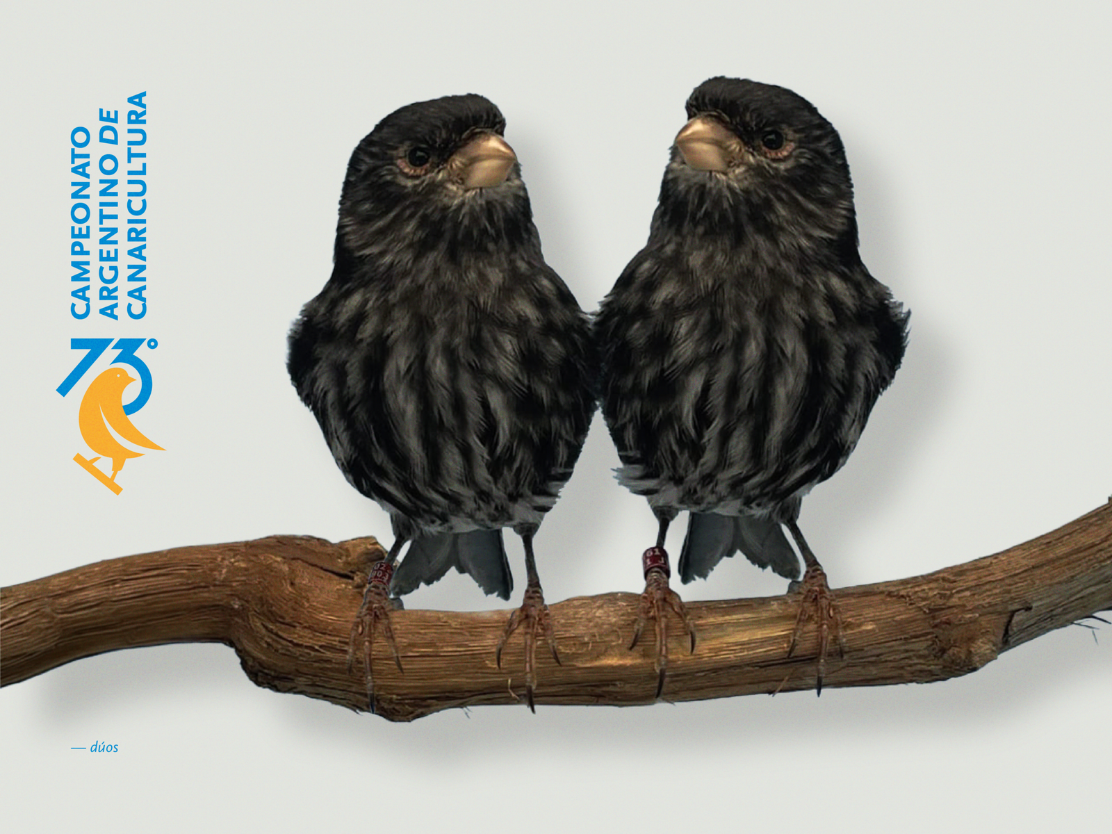 Juzgamiento de Dúos