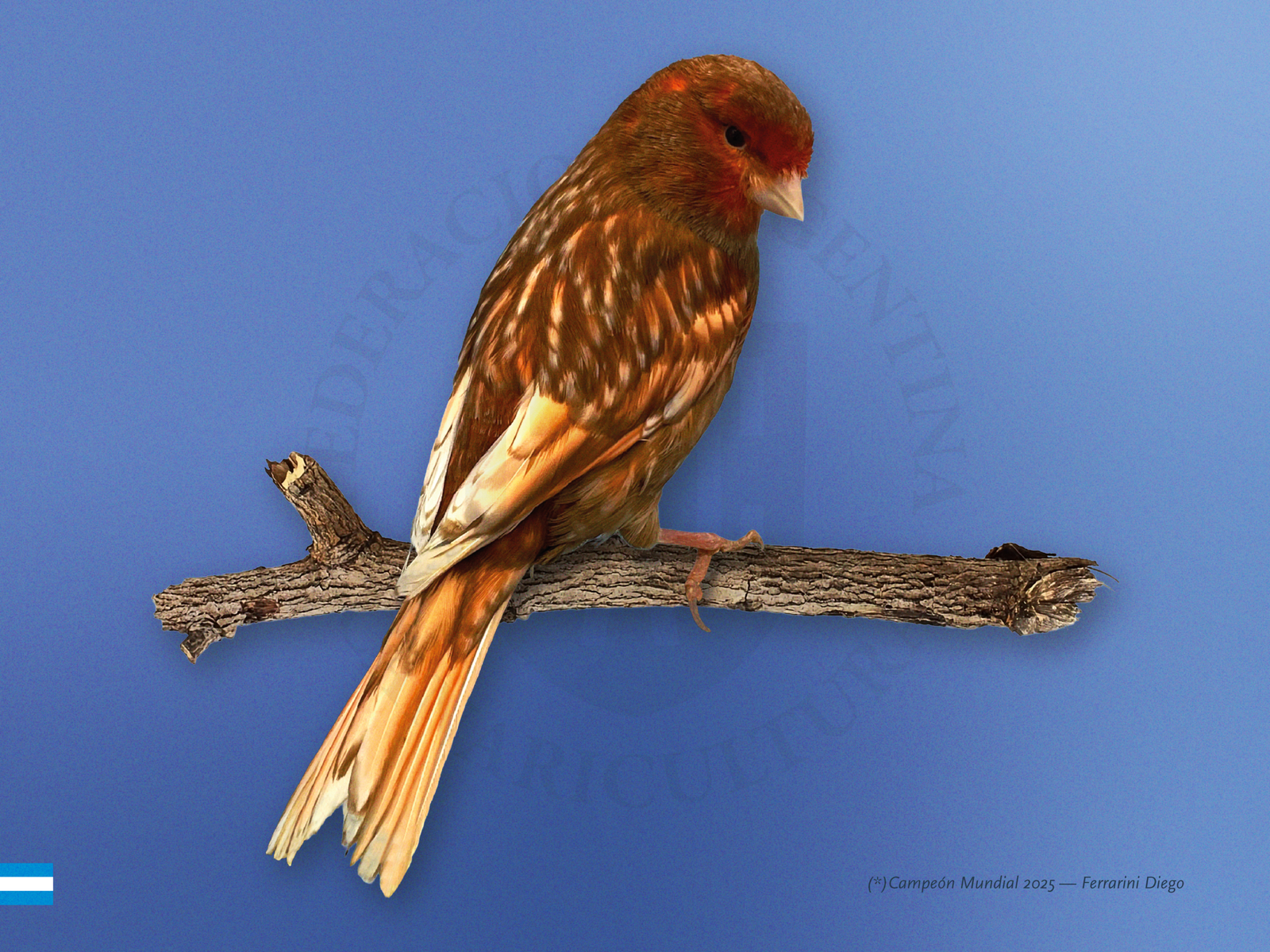 Ítems de Juzgamiento